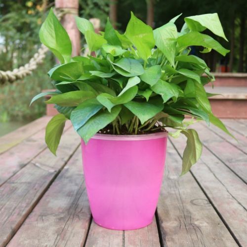 Strongwell Nordic Hydroponics Flower Pot Fairy Garden Strongwell Nordic Hydroponics Flower Pot Fairy Garden